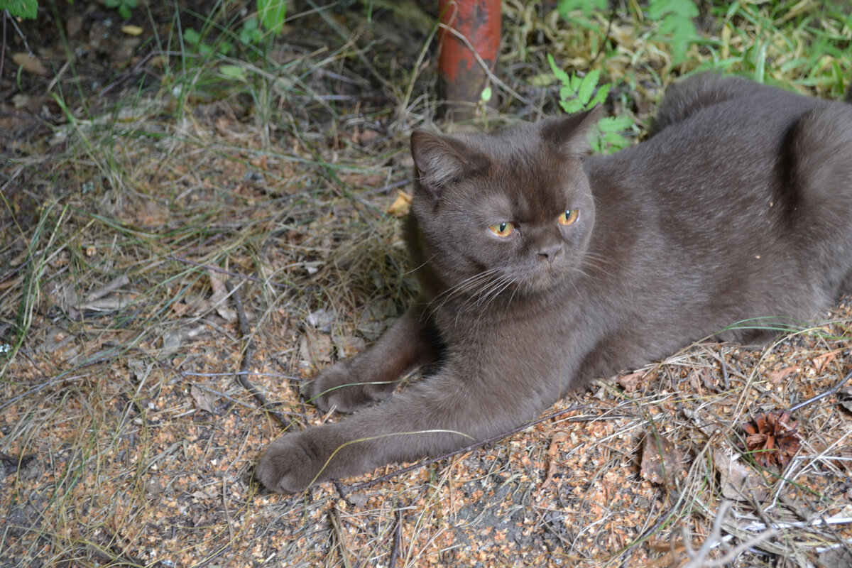 Ну, просто охочусь я, мирный я кот Ганс