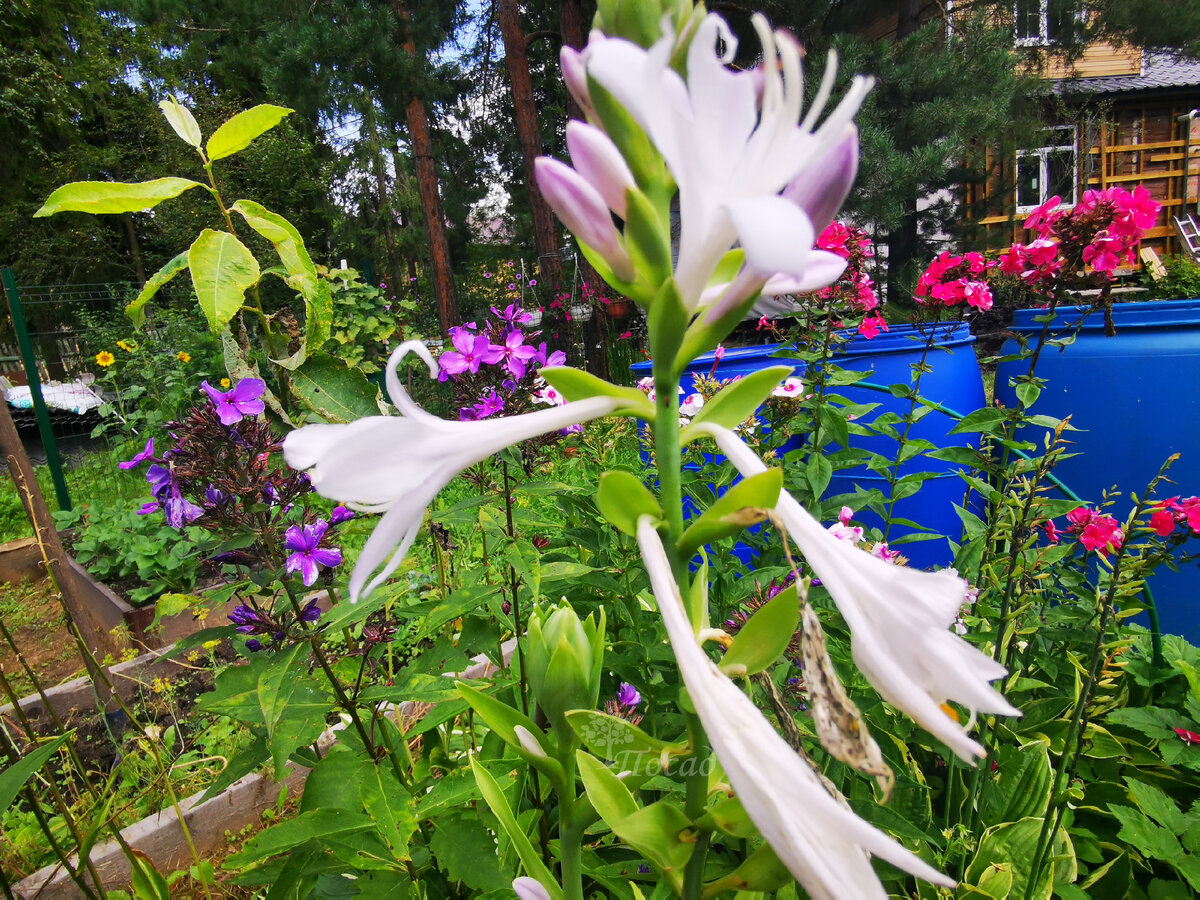 На заднем плане - самый синий флокс (Blue Paradise), который упорно не хочет показывать на фотографии свой натуральный цвет. А здесь почти удалось ухватить оттенок. На самом деле он почти такой же синий, как бочка.