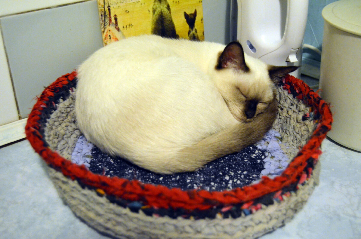 Самое лучшее место - на кухне, тут точно дадут поесть