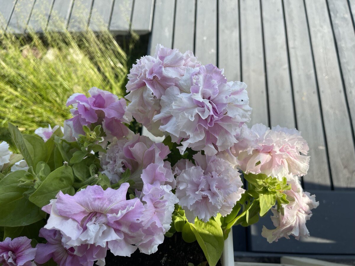 В моем детстве таких сортов не было. Сейчас и не скажешь, что это петуния или какой-то еще прекрасный цветок