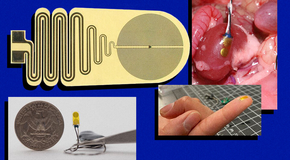   N + 1; Surabhi R. Madhvapathy et al. / Science, 2023
