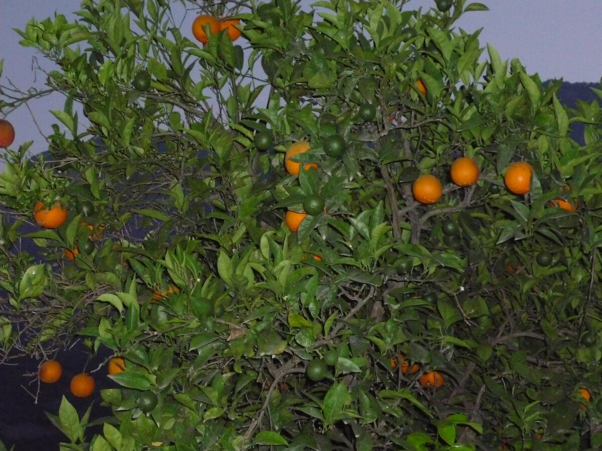 В галерее 3 фото. Мандарины в Турции