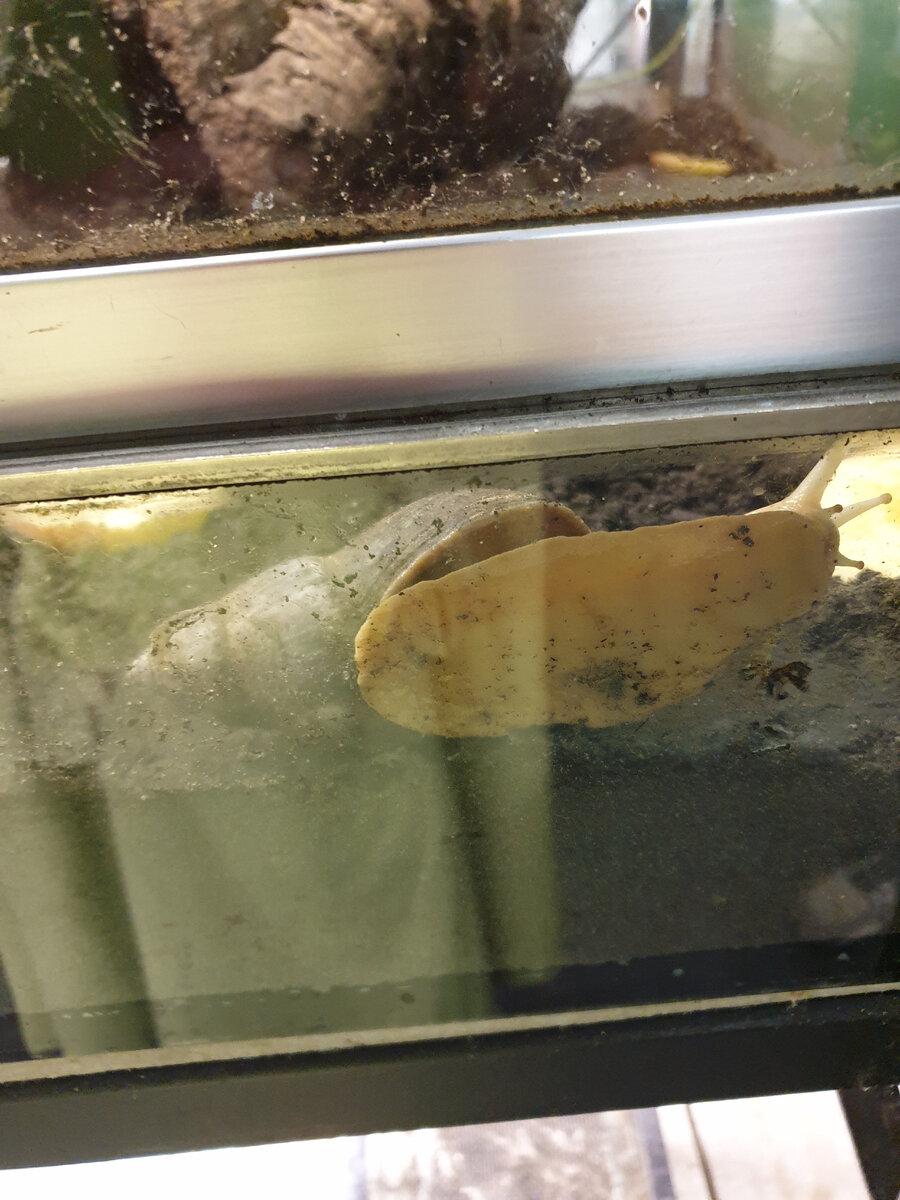 Ахатины. Такие здоровые!