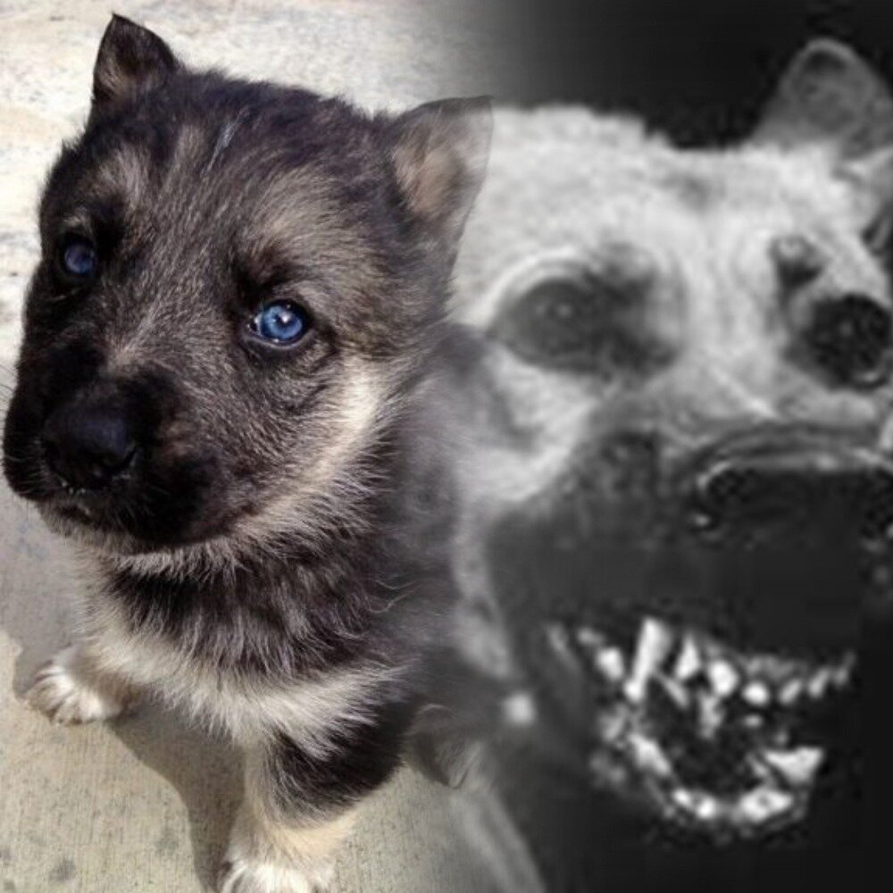 Фотоколлаж автора.