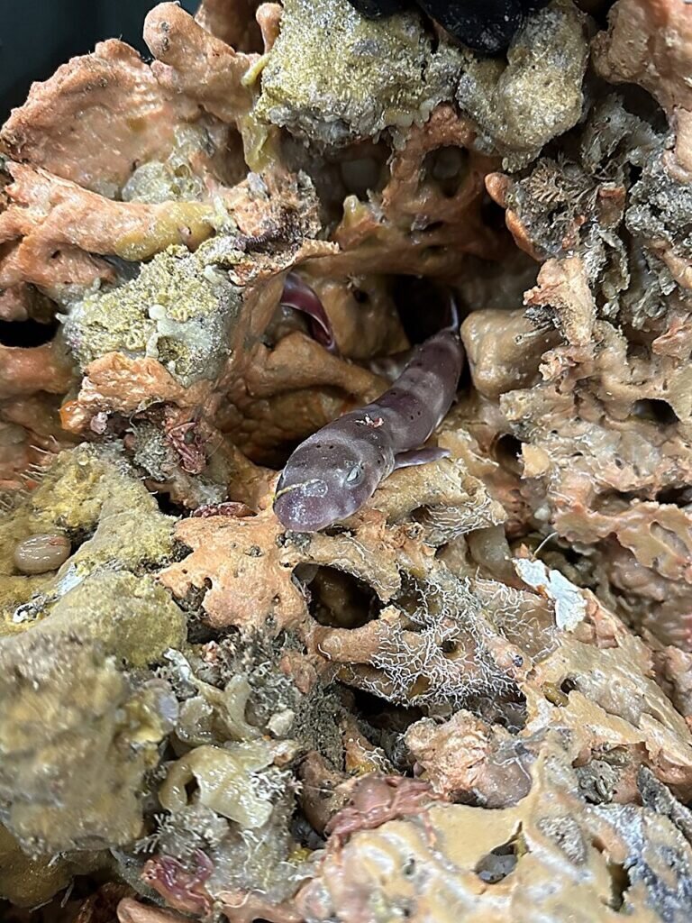    Коралловая кошачья акула Atelomycterus fasciatus теперь живет в губке / © CSIRO