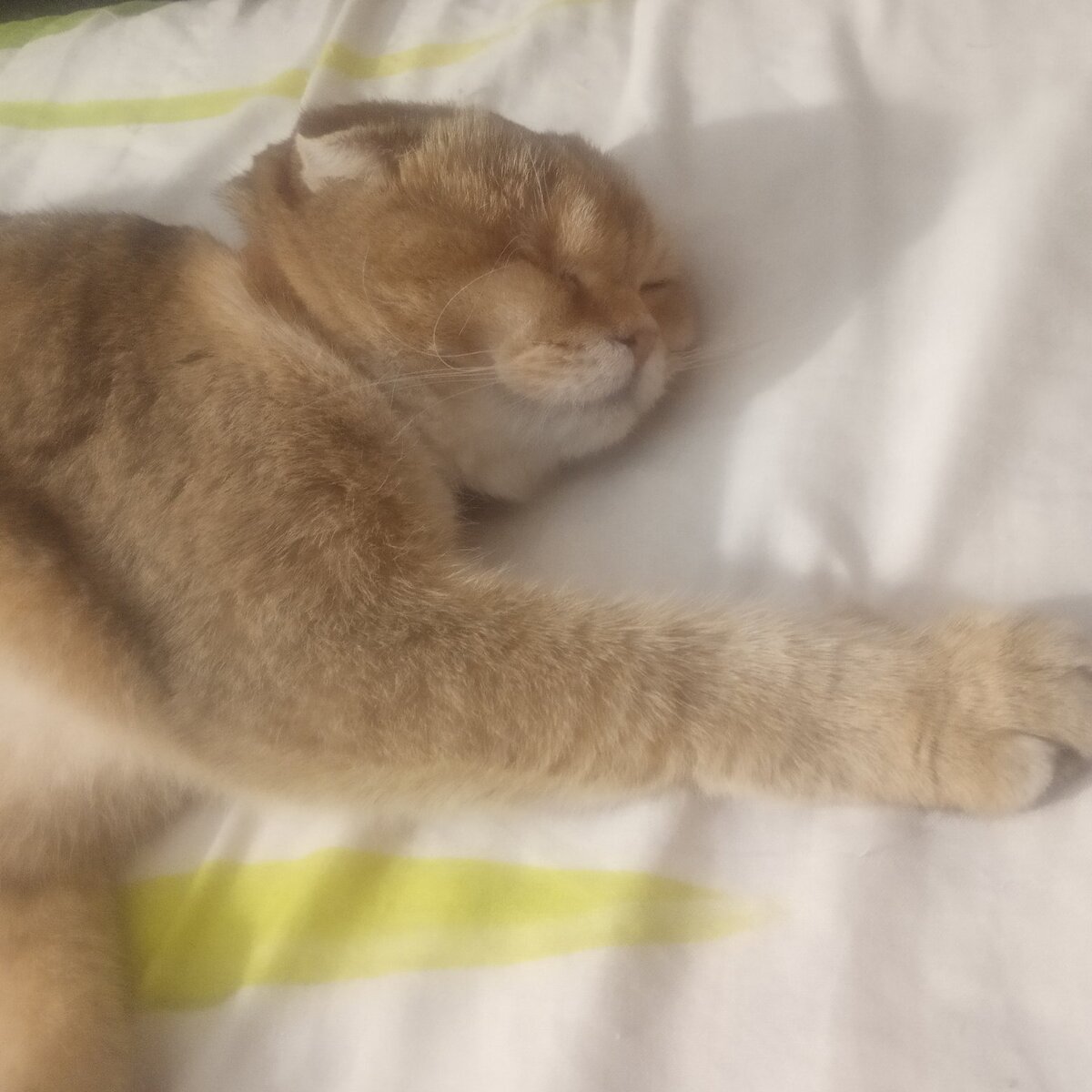 Мирно спит всю ночь. Мяукать начинает только с будильником. Чтоб не забыли в первую очередь её покормить. А потом уже можно и собой заниматься.