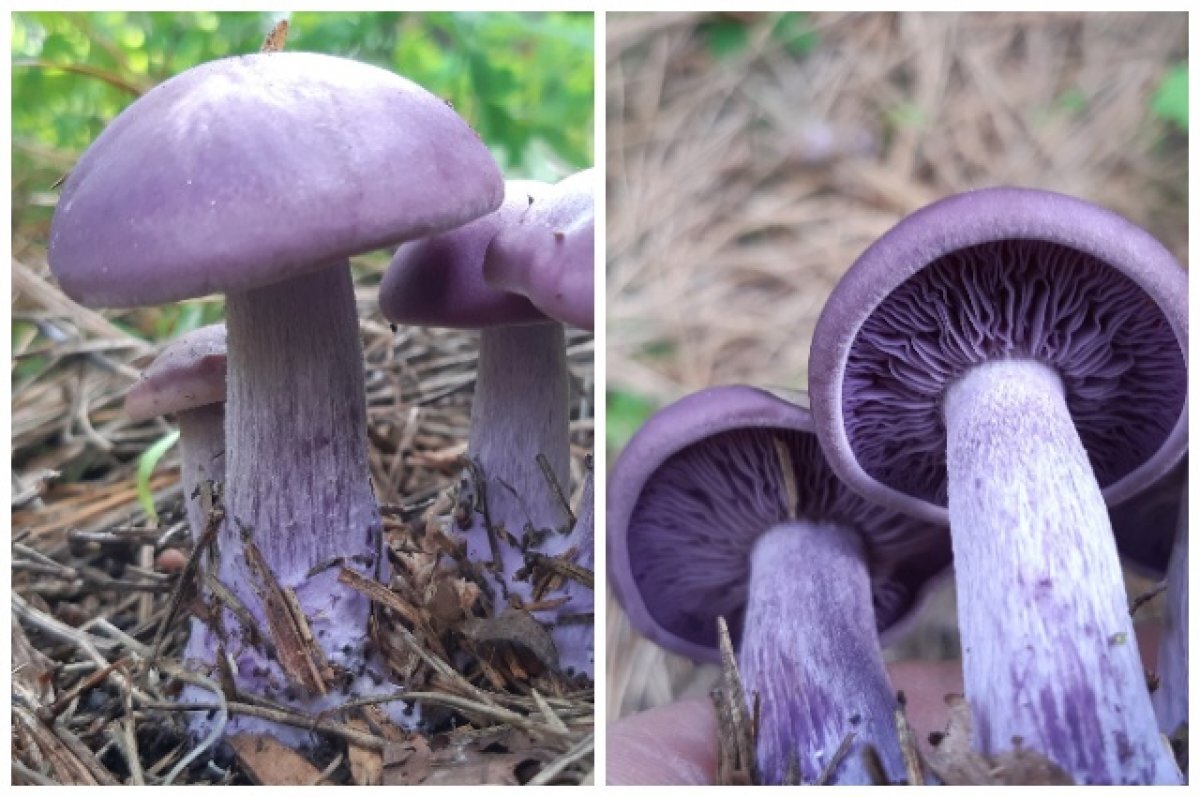    В Новосибирске нашли фиолетовые грибы с запахом фруктов