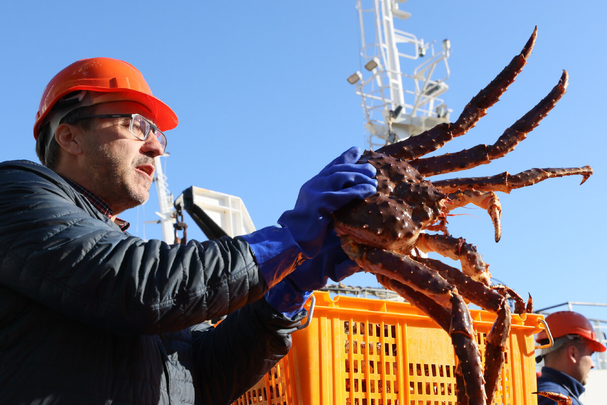 Приморский край. В порту поселка Зарубино идет разгрузка партии камчатского краба из трюмов краболова СРТ "Алсей".  Фото Юрий Смитюк / ТАСС.