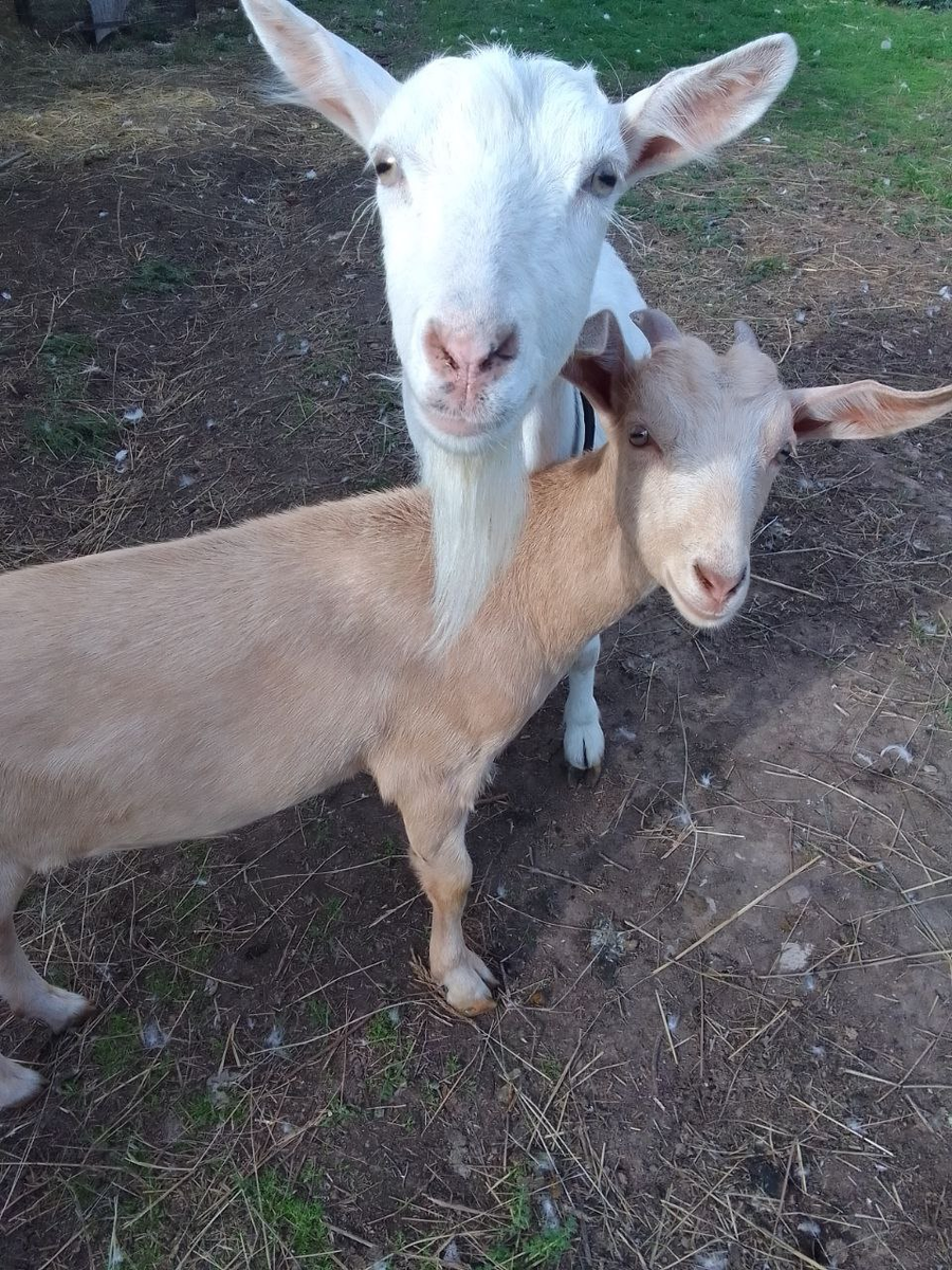 Беленькая Егоза и персиковая Незабудка
