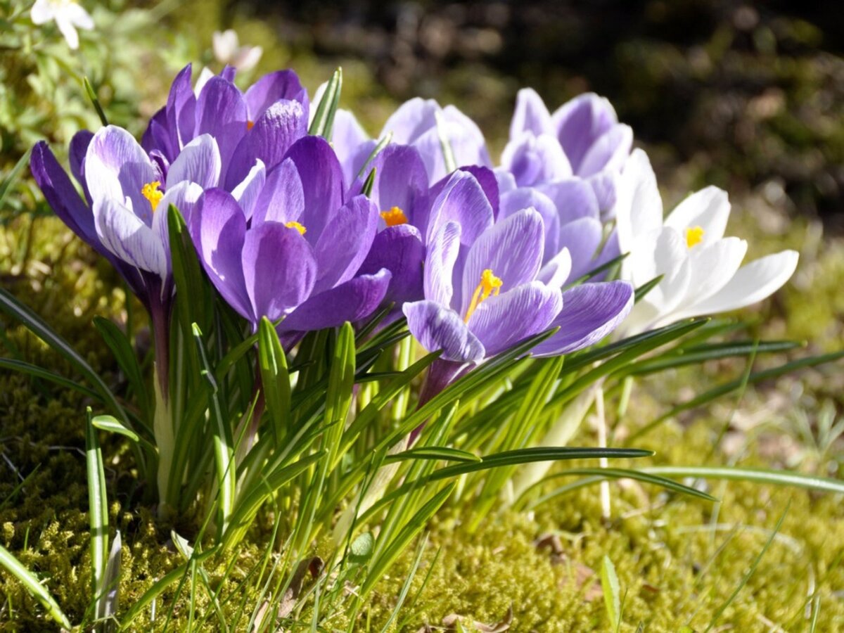 Фото: gardeningknowhow.com