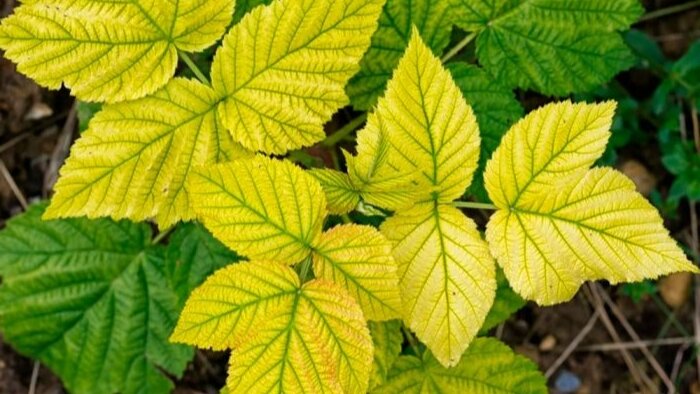 Хлороз листьев показывает на нехватку элементов питания