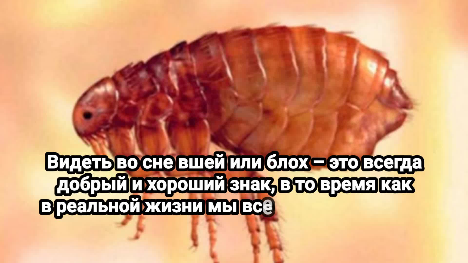 К чему снятся клопы женщине замужней