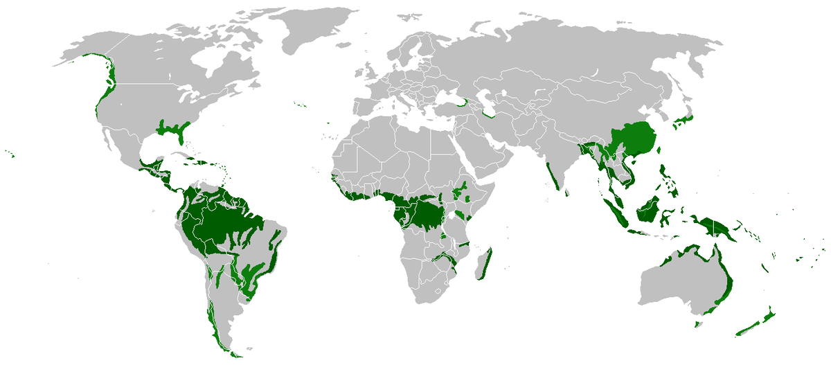 Карта дождевых лесов с сайта wikipedia