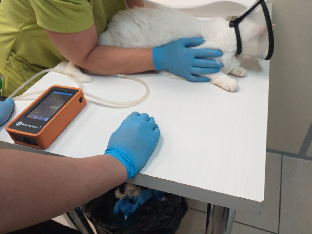 © ВСЕ ОТТЕНКИ КОШАЧЬЕГО. Процесс измерения давления в вет.клинике.