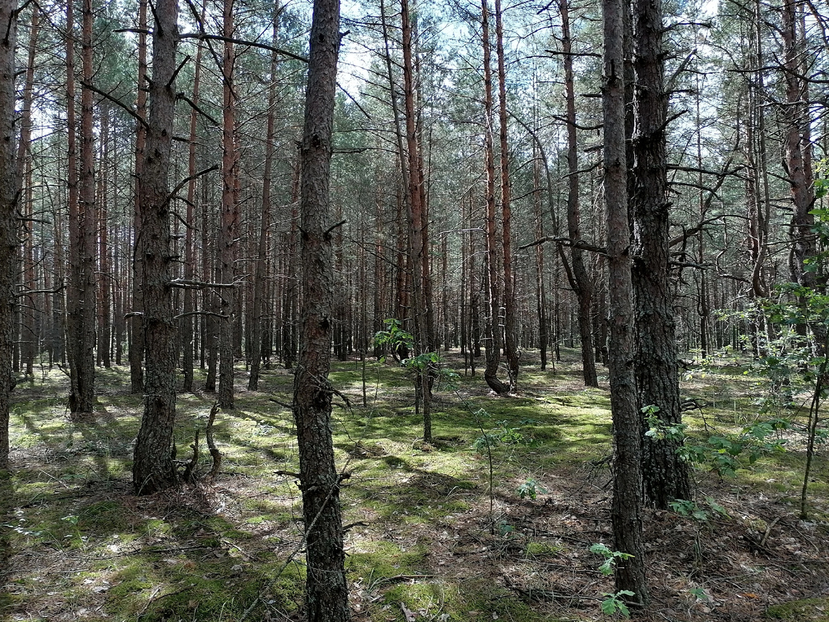 Лес