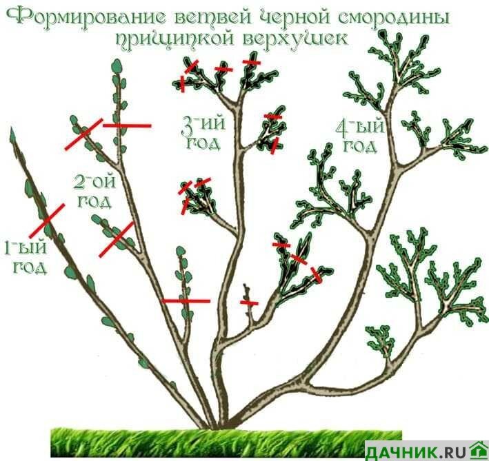 Крыжовник обрезка весной омоложение старого куста схема