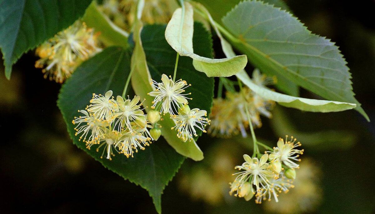 фото mrfilin.com