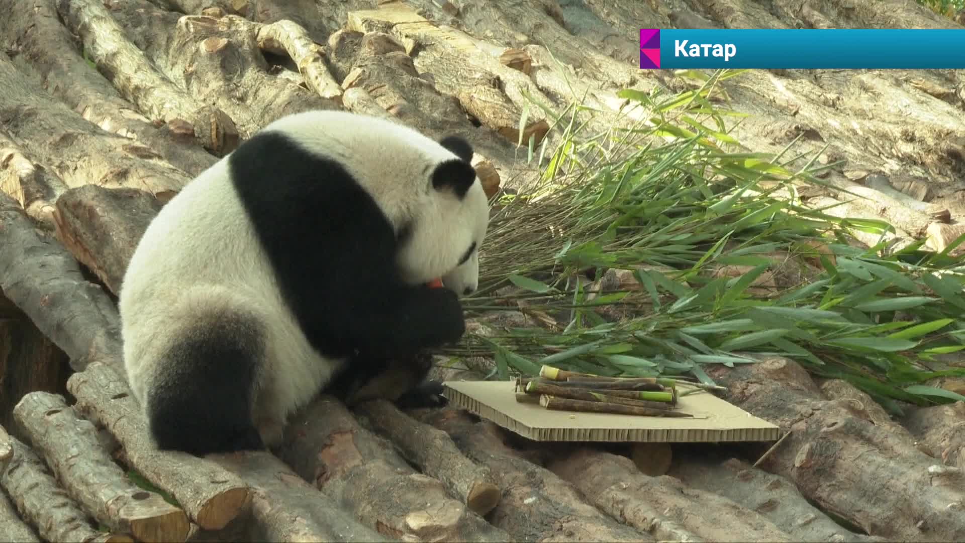 Большая панда Си Хай отметила четырёхлетие в Катаре | Большая Азия | Дзен