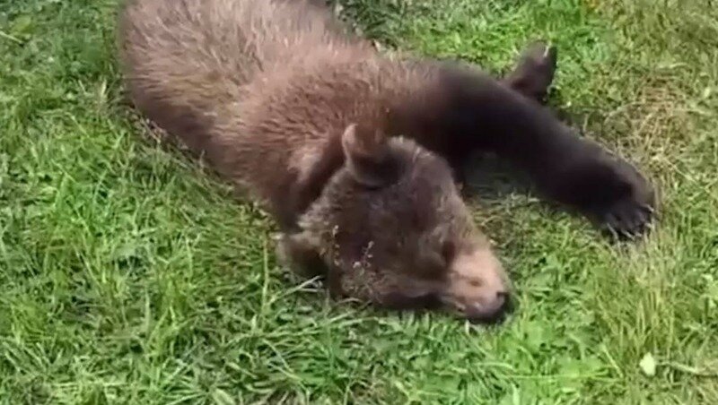 Минприроды КЧР подыскивают новое подходящее место для жизни медвежонку, которого ранее забрали у мужчины, эксплуатировавшего его. Об этом сообщает «АиФ — Северный Кавказ» со ссылкой на «Архыз-24».После заявлений очевидцев об эксплуатации медвежонка на плато в Карачаево-Черкесской Республике, животное было конфисковано. После осмотра ветеринаров было заключено, что следов насилия у косолапого не было обнаружено.По данным ведомства, мишка достаточно упитанный и у него вполне хорошее самочувствие. Увечий никаких нет, но адаптироваться к жизни на воле малыш уже не сможет.«В поиске жилища министерству помогает Центр спасения медвежат-сирот в Тверской области»,— сообщает «АиФ — Северный Кавказ» со ссылкой на «Архыз-24».Напомним ранее сообщалось, что медвежонка нашёл в горах житель Карачаево-Черкесии. Мужчина стал приводить животное в популярные у отдыхающих места для развлечения туристов за деньги. К вопросу подключились зоозащитники и разнообразные госструктуры, которые в дальнейшем и помогли забрать зверя.