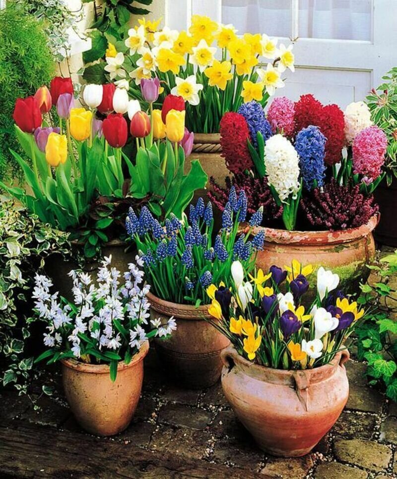 Весенние цветы дома. Выгонка мелколуковичных растений Крокус. Крокусы и гиацинты. Тюльпаны крокусы гиацинты. Цветы луковичные для сада крокусы.
