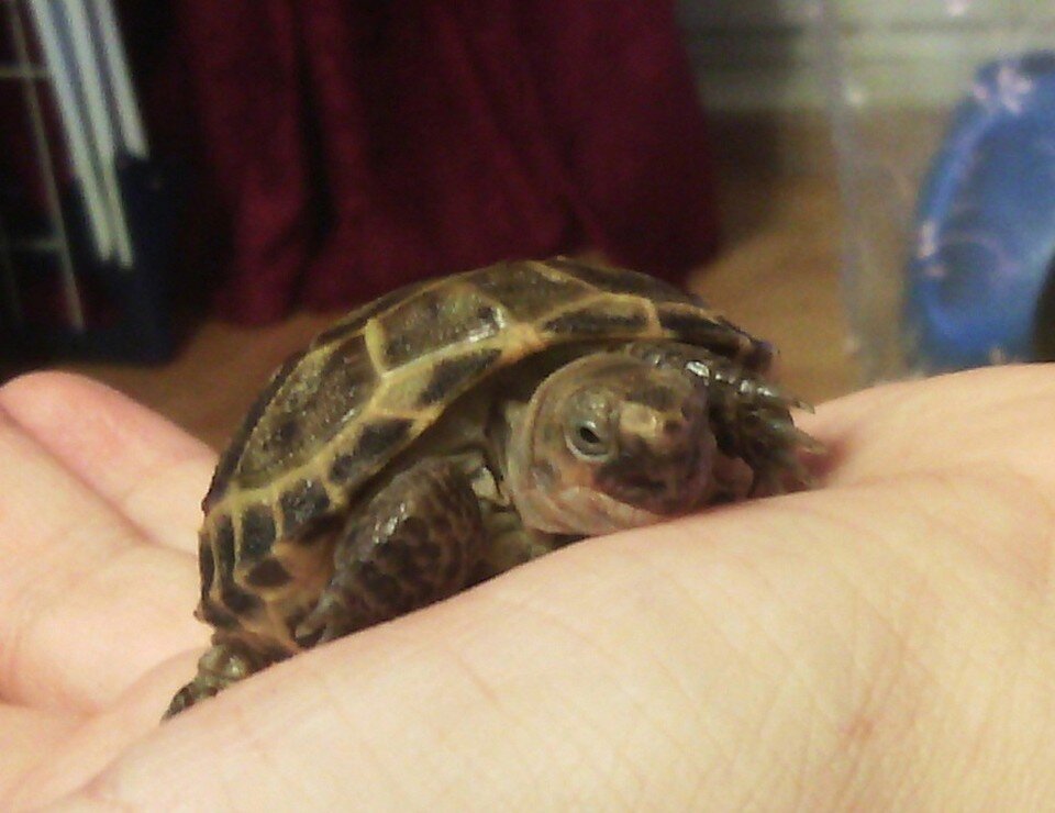    Раньше сухопутных черепах часто возили контрабандой Екатерина АРДАШЕВА