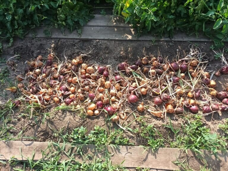    Копай, пока сухо. Как сохранить урожай лука, чеснока и моркови после дождей в жару Андрей Севостьянов