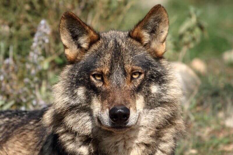    Фото: из открытых источников