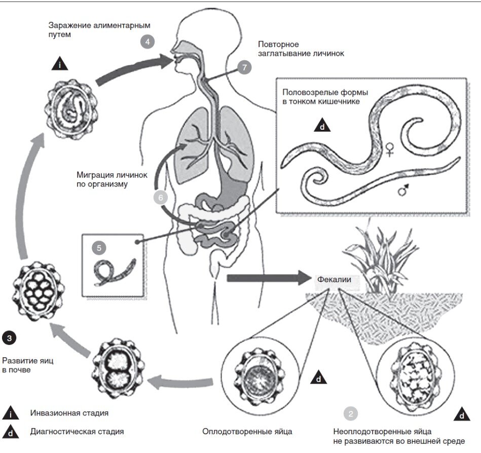 Аскарида человеческая жизненный цикл. Схема развития аскариды. Жизненный цикл аскариды рисунок. Жизненный цикл аскариды человеческой. Размножение аскариды человеческой.