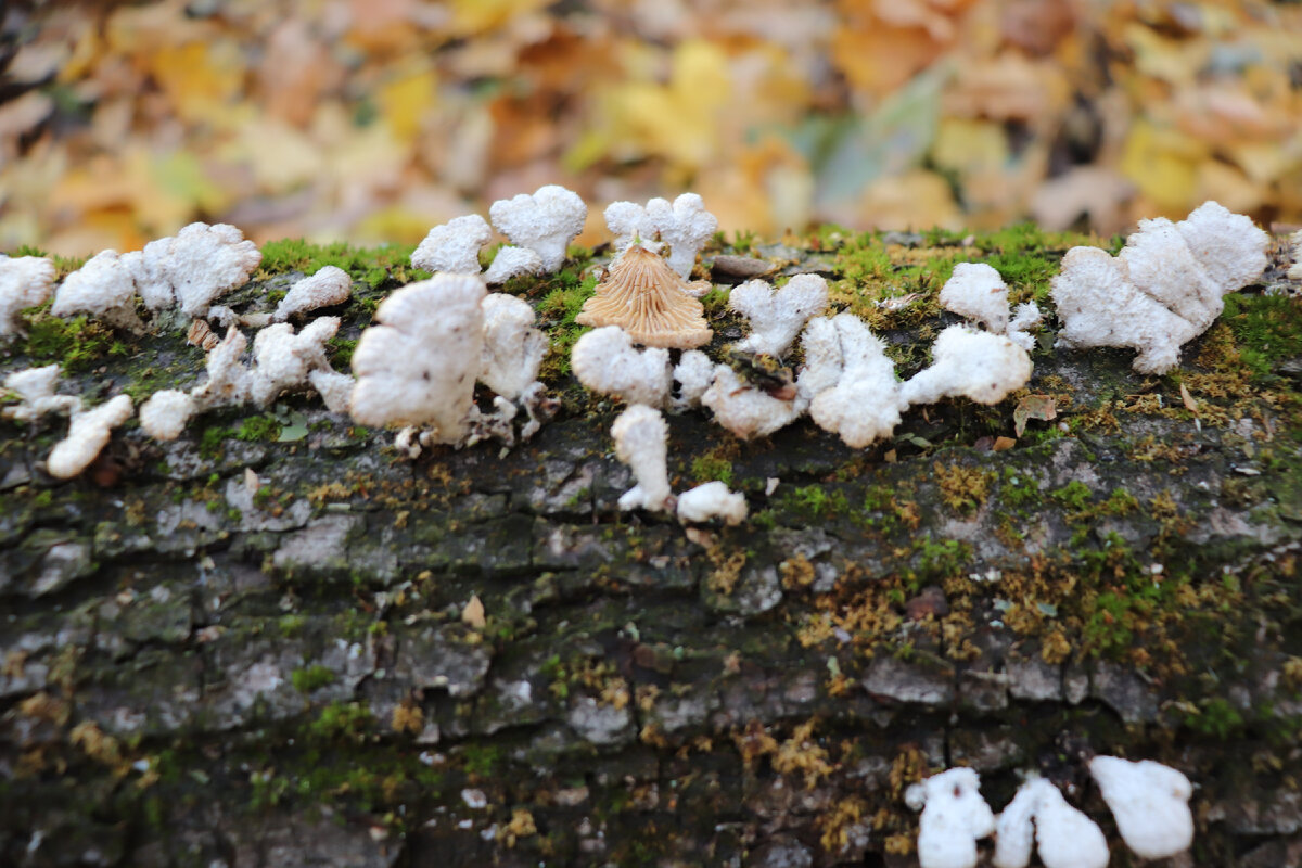 Щелелистник обыкновенный (Schizophyllum commune), один из самых распространённых грибов на Земле, его не найти разве что в Антарктиде.-2