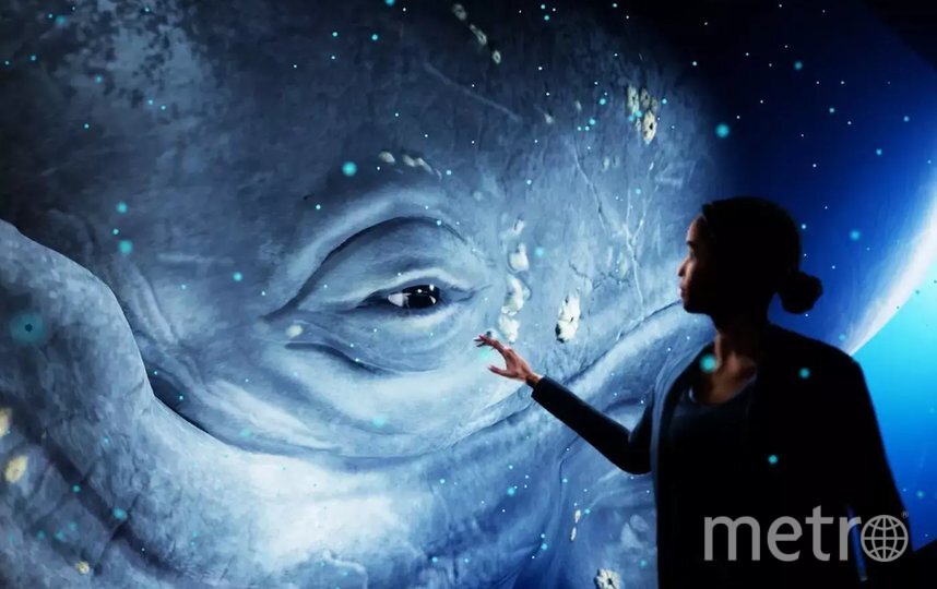    Голографический зоопарк смог поместить у себя кита благодаря технологиям.Axiom Holographics