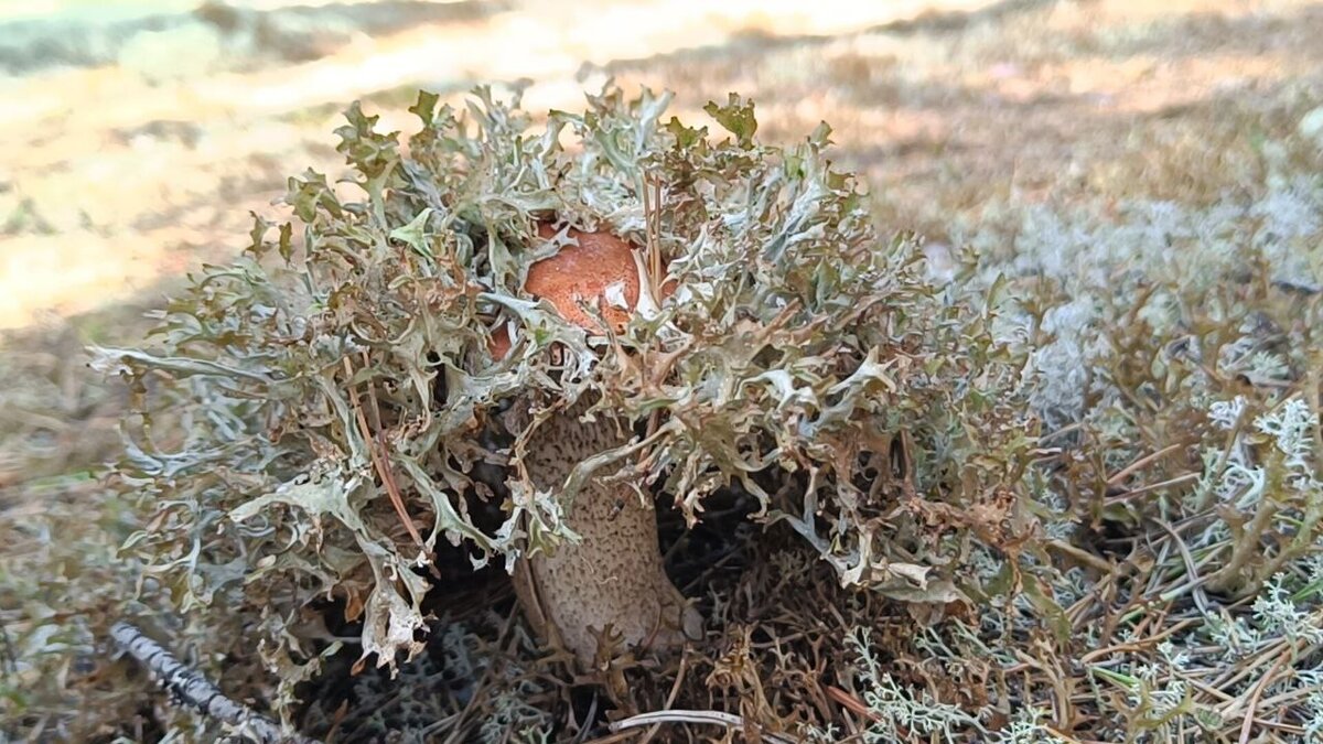 А этот подосиновик оказался самым хитрым, спрятался под ягелем. Но мы этого хитреца нашли.