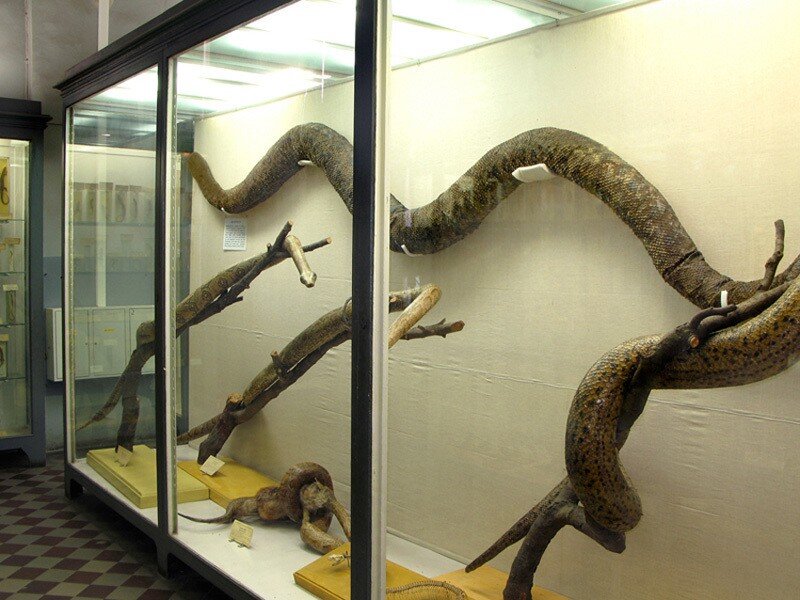 Анаконда. Фото из открытых источников.