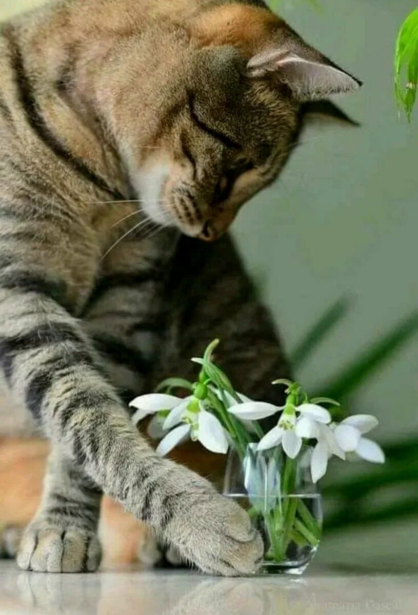 Котенок любит играть с цветами. Котики и цветы. Котенок с цветами. Котенок с цветочком.