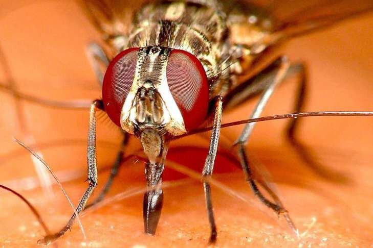    Жигалки отличаются крайне болезненным укусом. Фото с сайта chehov-vid.ru