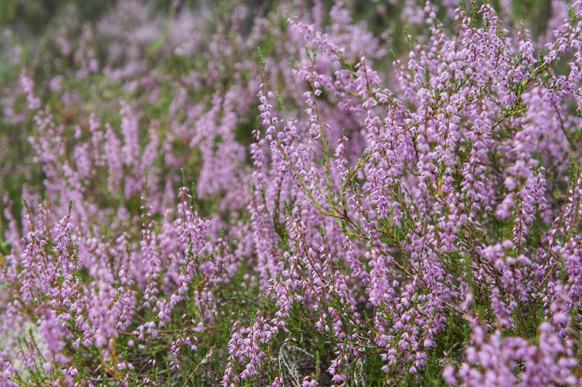 Calluna vulgaris Alicia