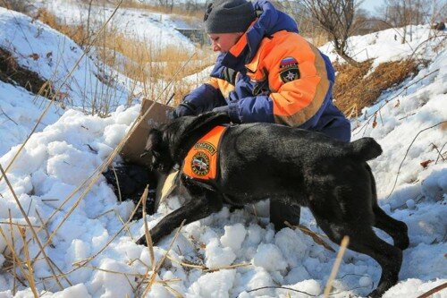 Собака-спасатель