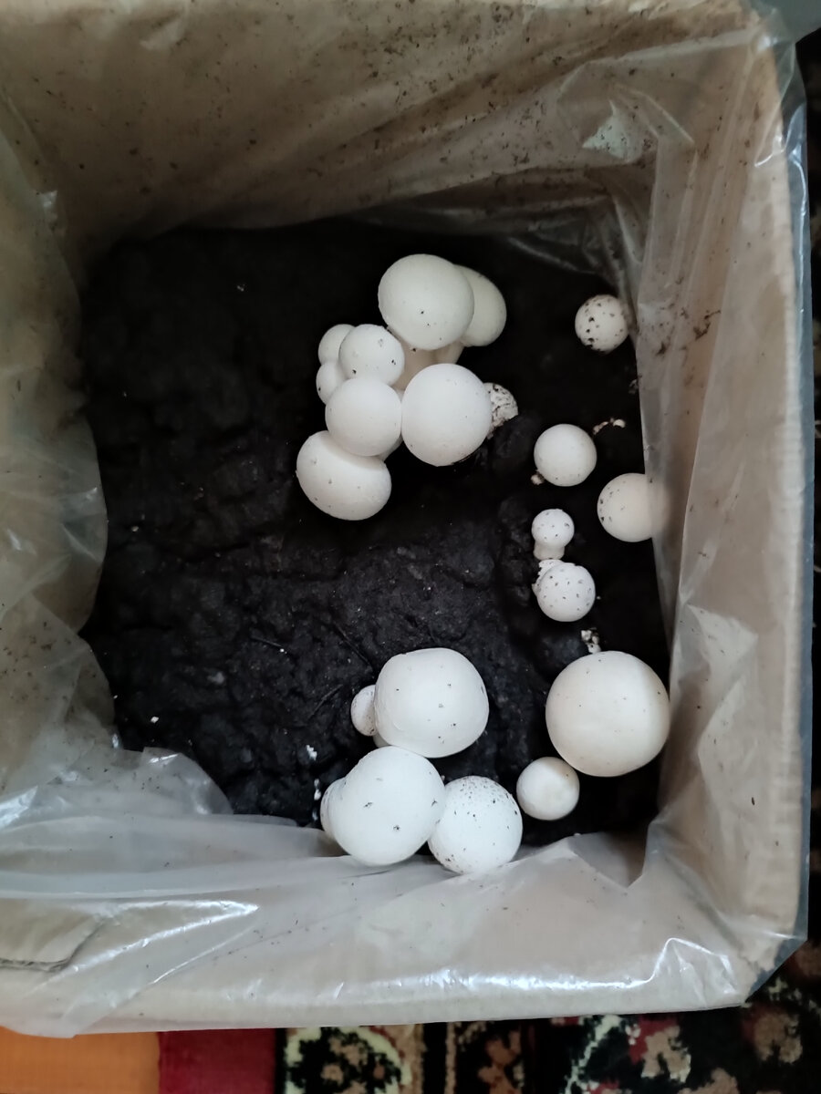 29 августа, коробка повёрнута другим боком, но, всё-равно, видно, что грибы подросли. 