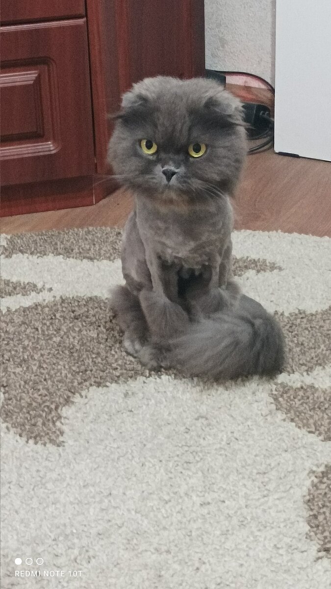 Фото автора, подстриженный коты мае этого года