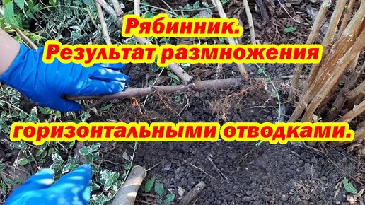 Рябинник. Результат размножения горизонтальными отводками.