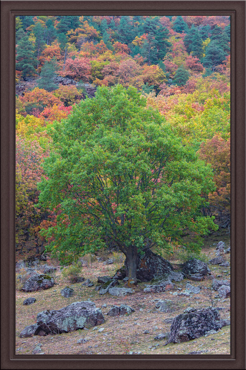 Каменные поле осенний лес на склоне долины Теберды 