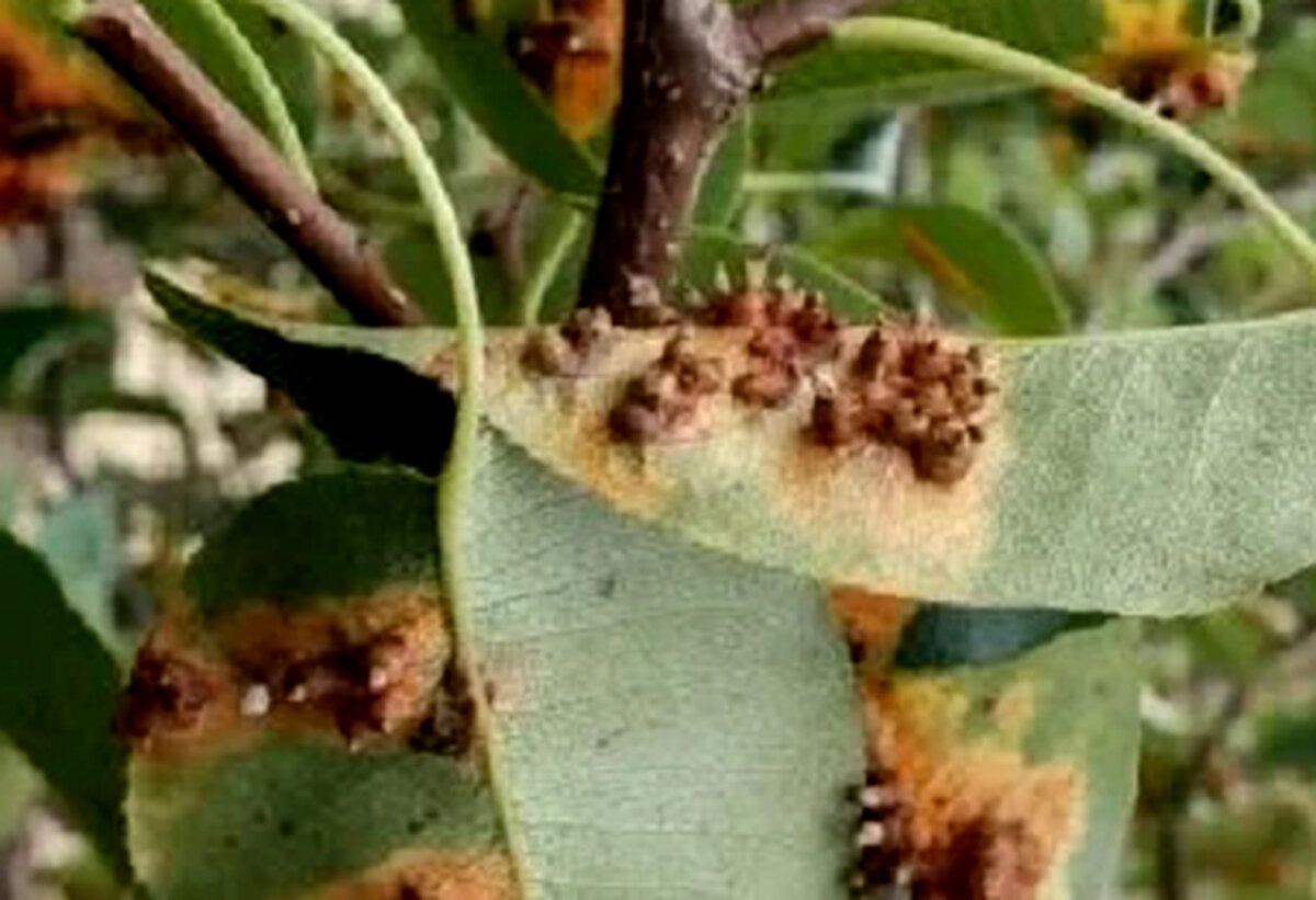 Ржавчина на листьях груши.