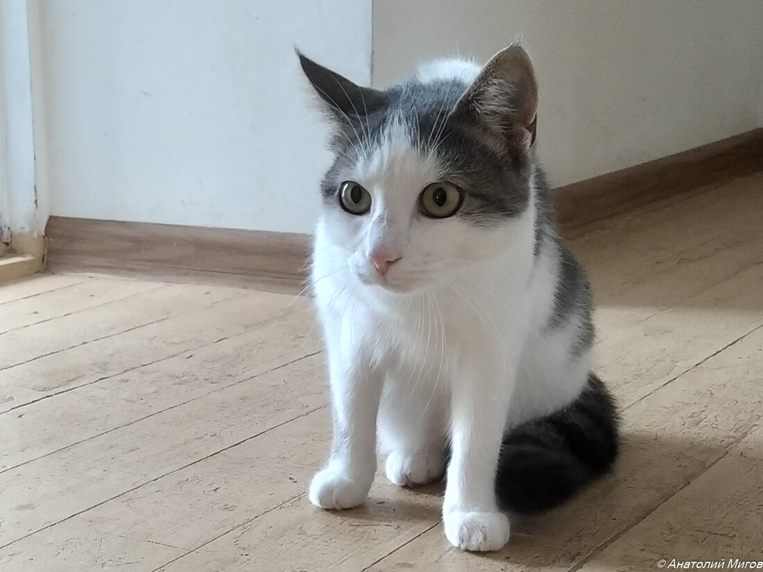 Два года назад эта собака покорила наши сердца | Дневник отчаянных ...