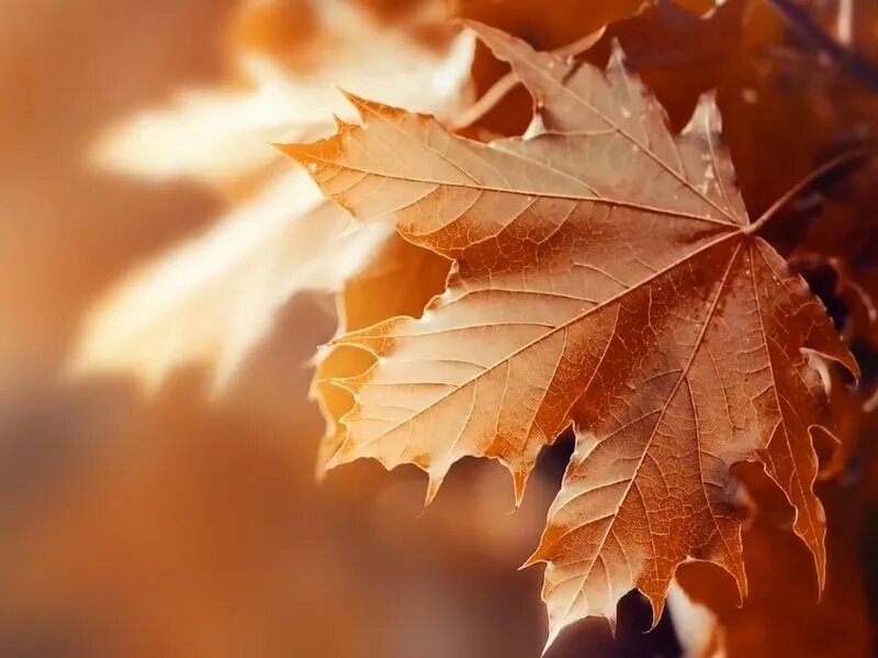 Осеннее равноденствие - момент начала астрономической осени