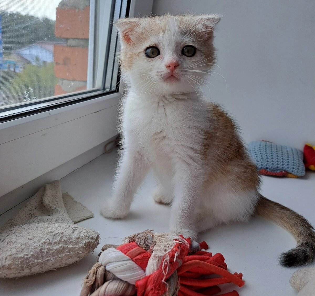 Таким Марсель попал к нам в дом