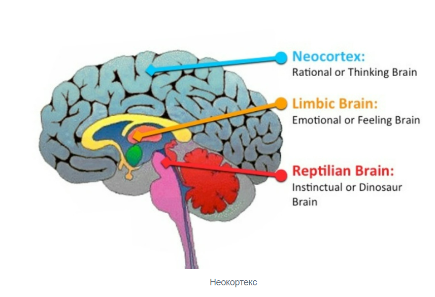 Самый древний отдел мозга. Отделы мозга рептильный мозг. Рептильный мозг и лимбическая система. Отделы мозга рептильный мозг неокортекс. Неокортекс лимбическая система и рептильный мозг.