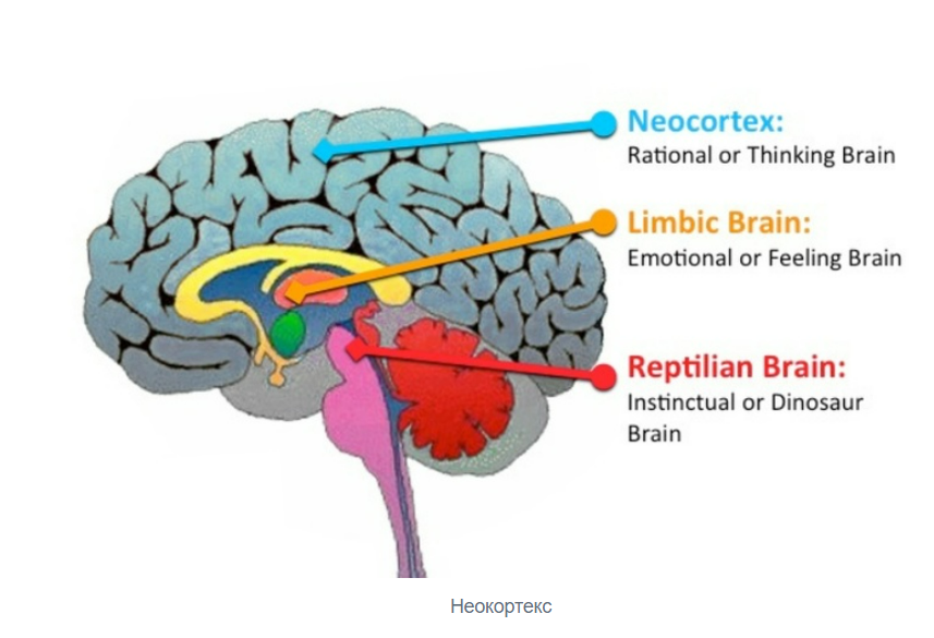 Теория триединого мозга. Мозг неокортекс лимбическая система. Палеокортекс архикортекс неокортекс. Строение мозга человека неокортекс. Рептильный мозг неокортекс.
