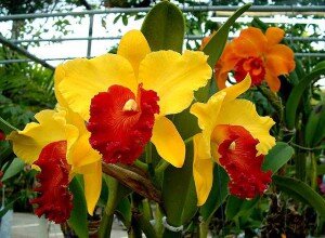 Орхидея каттлея – виды