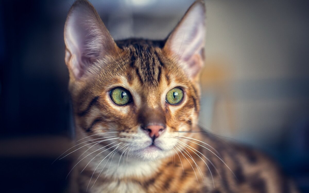 Котяра
