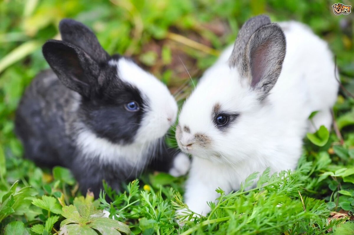 Как содержать кроликов в домашних условиях