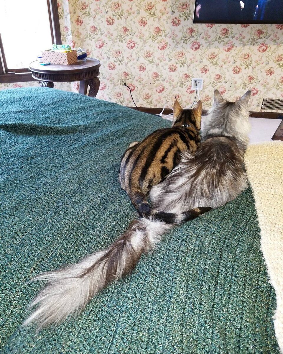 Кот Сигнус с самым длинным хвостом